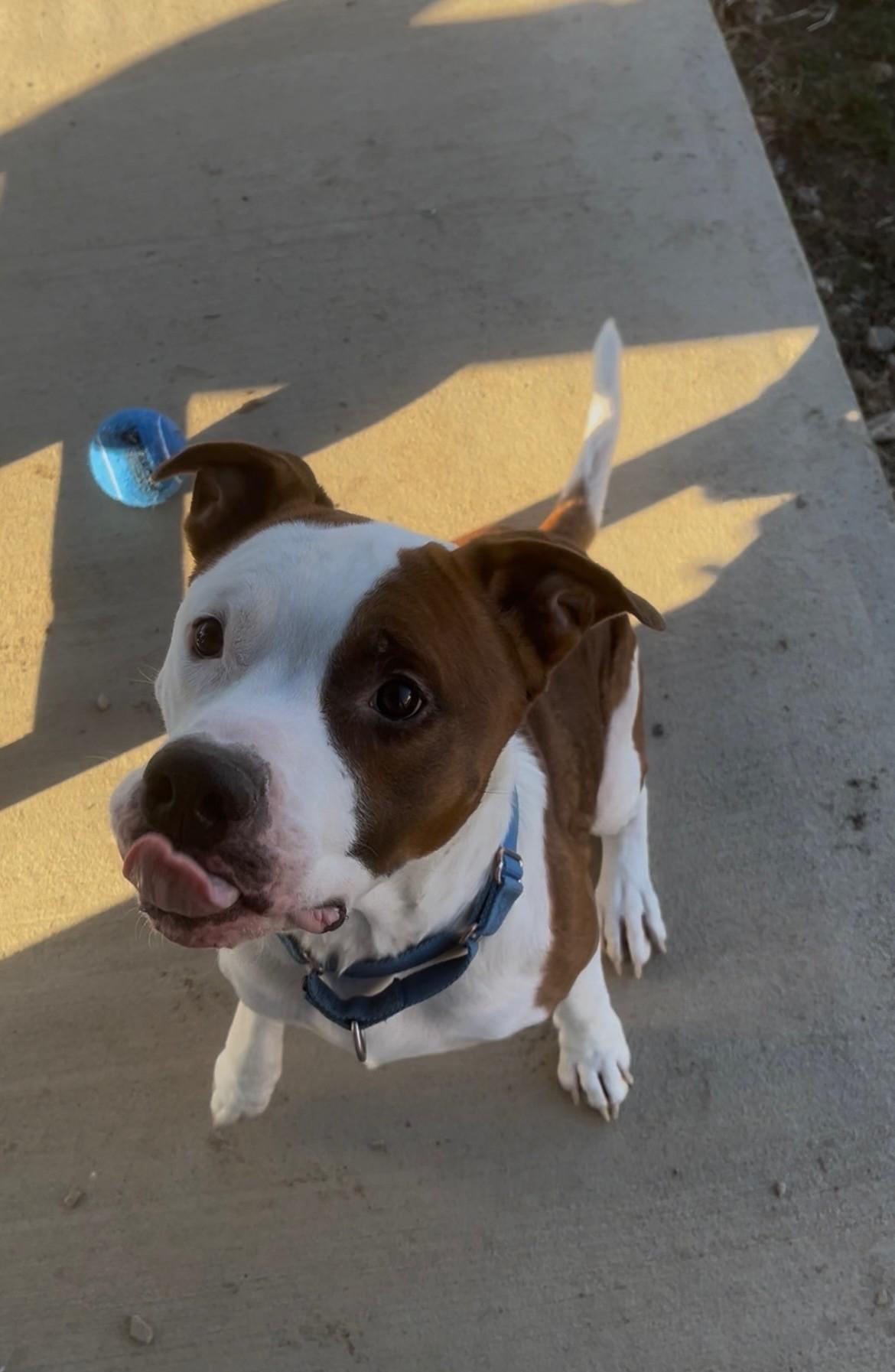 Enlarge Romeo, an adopted Pit Bull Terrier in Augusta, WV image 2/4