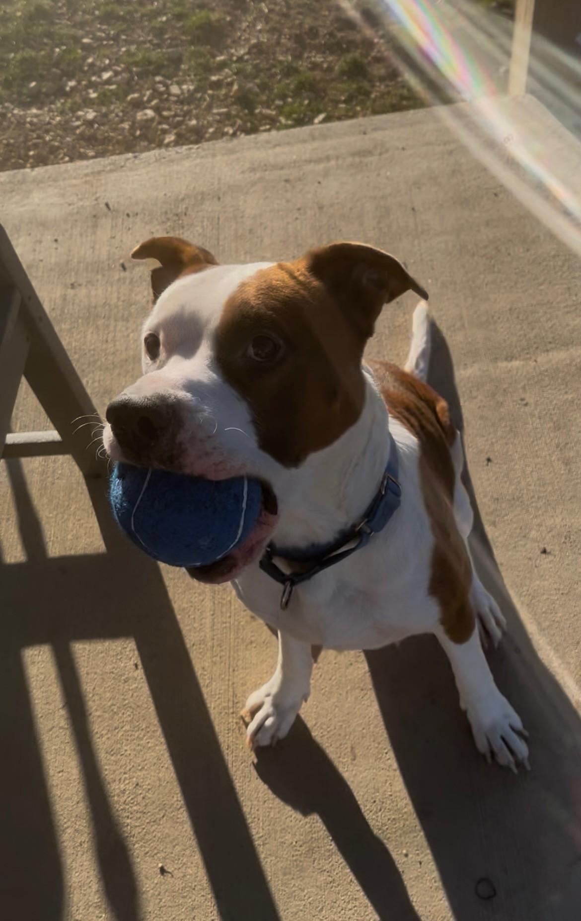 Enlarge Romeo, an adopted Pit Bull Terrier in Augusta, WV image 3/4