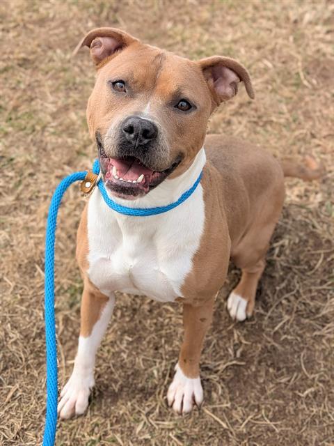 Enlarge FALINE, a Adoptable mixed breed in Saint Peters, MO image 1/1