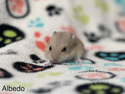 Albedo