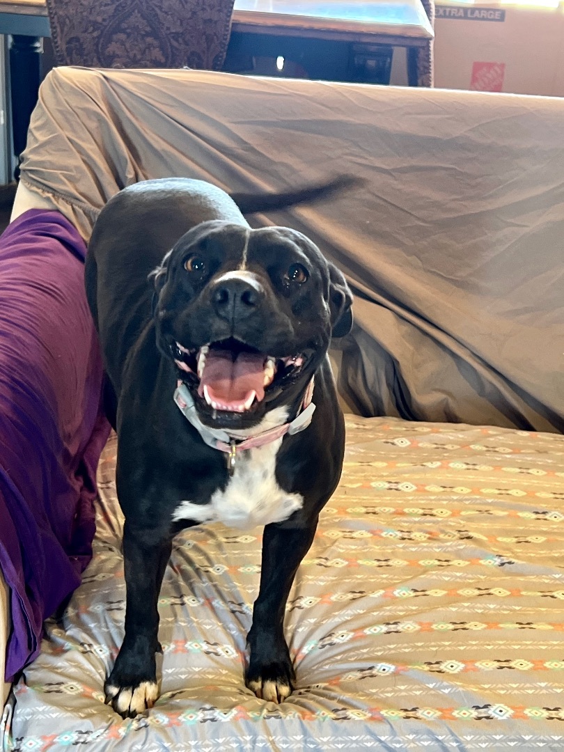 Enlarge Dolly, a Adoptable mixed breed in Bloomsbury, NJ image 2/12