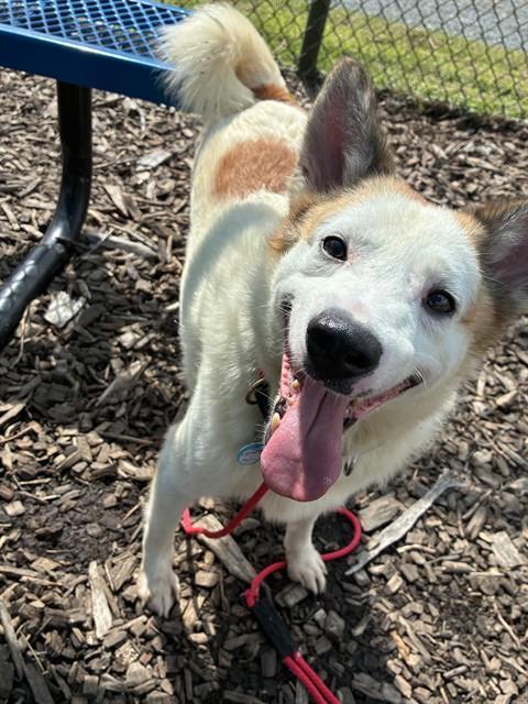 Enlarge PEGASUS, a Adoptable Australian Shepherd in Leesburg, VA image 1/1