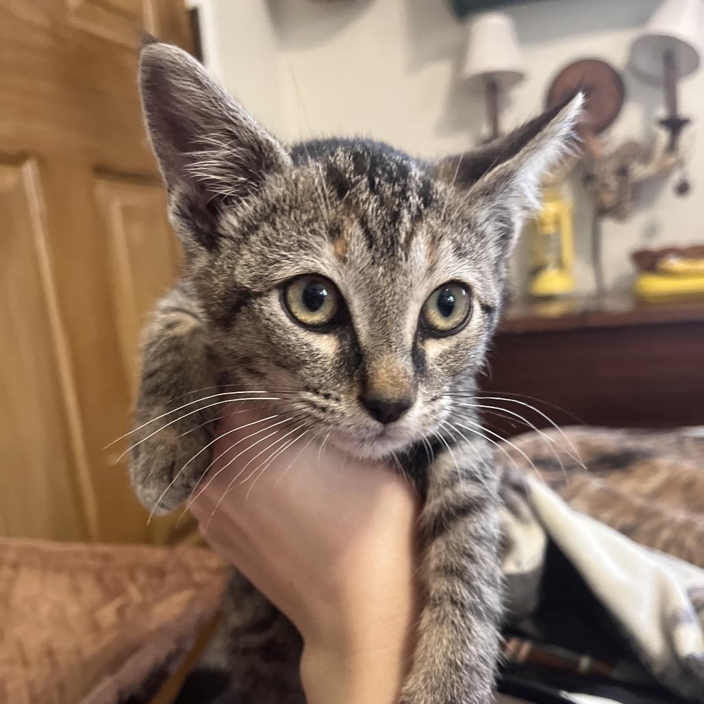 Enlarge Kiri Te Kanawa-DH, a Adoptable Domestic Short Hair in Tallahassee, FL image 6/6