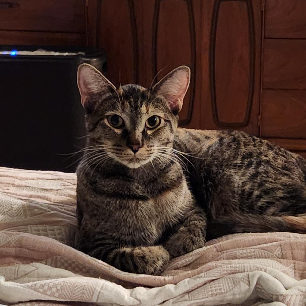 Kiri Te Kanawa-DH, Adoptable, Young Female Domestic Short Hair.