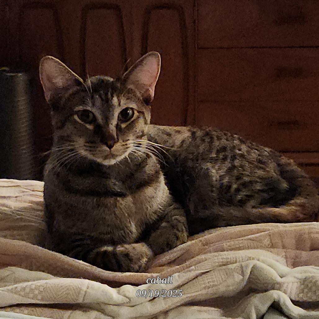 Enlarge Kiri Te Kanawa-DH, a Adoptable Domestic Short Hair in Tallahassee, FL image 1/6