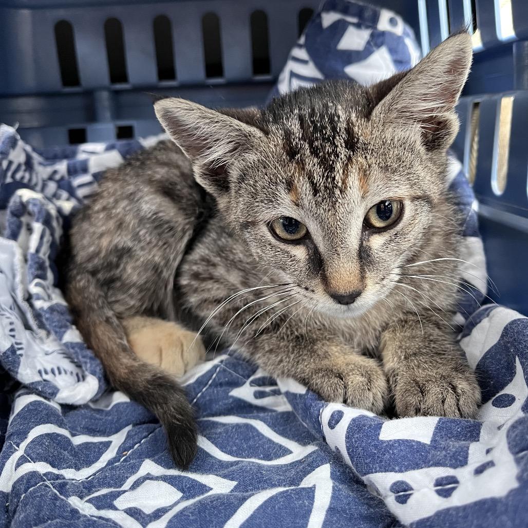 Enlarge Kiri Te Kanawa-DH, a Adoptable Domestic Short Hair in Tallahassee, FL image 5/6