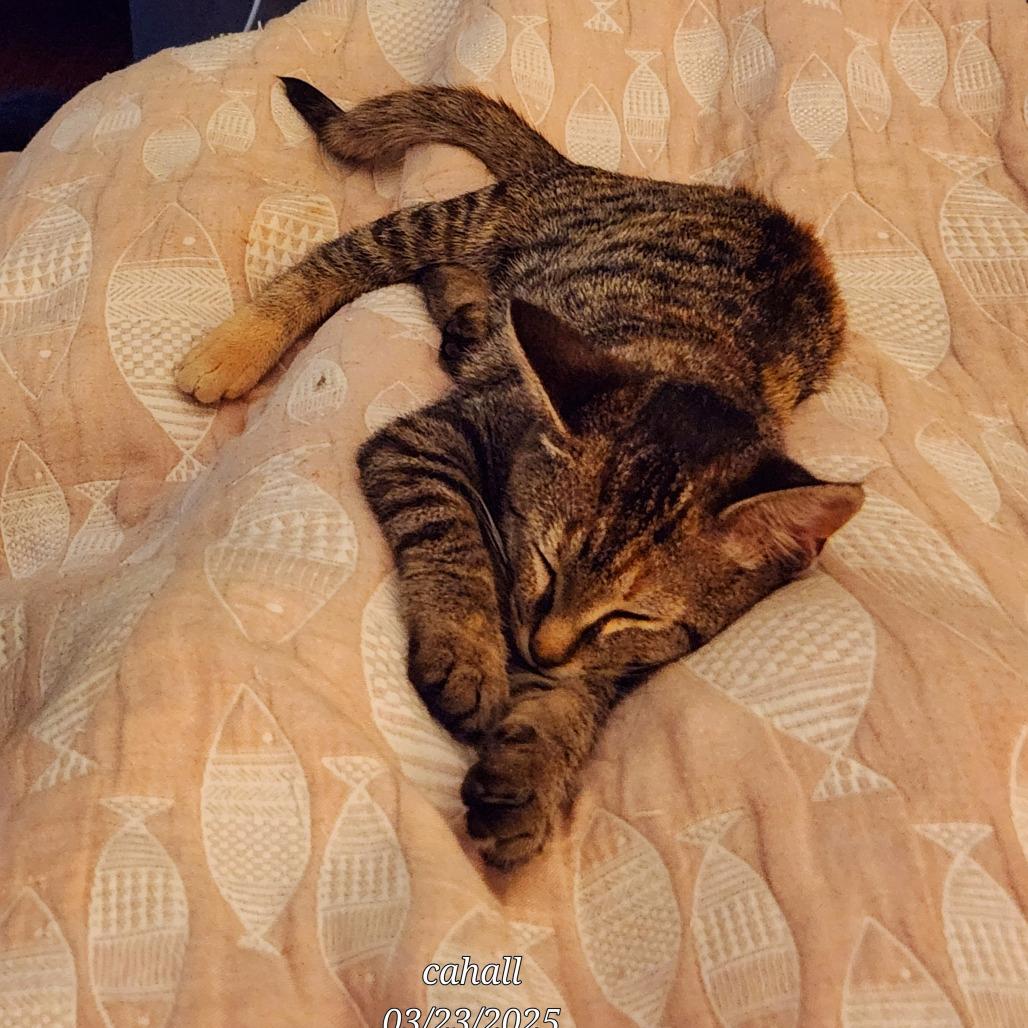 Enlarge Kiri Te Kanawa-DH, a Adoptable Domestic Short Hair in Tallahassee, FL image 3/6