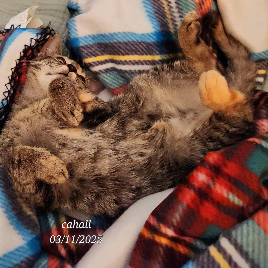 Enlarge Kiri Te Kanawa-DH, a Adoptable Domestic Short Hair in Tallahassee, FL image 4/6