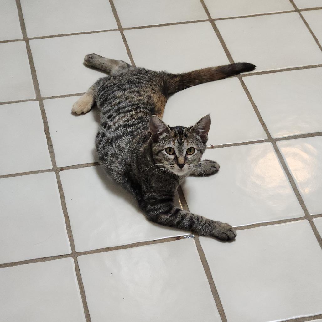 Enlarge Kiri Te Kanawa-DH, a Adoptable Domestic Short Hair in Tallahassee, FL image 2/6