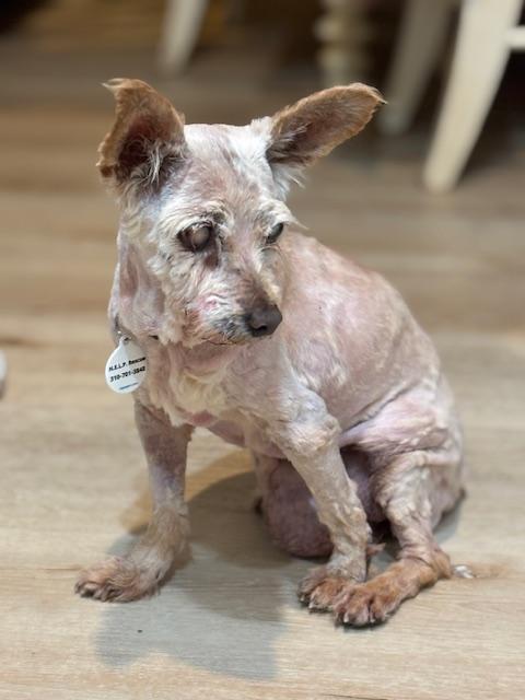 Enlarge Betty, a ADOPTABLE mixed breed in Rancho Palos Verdes, CA image 2/4
