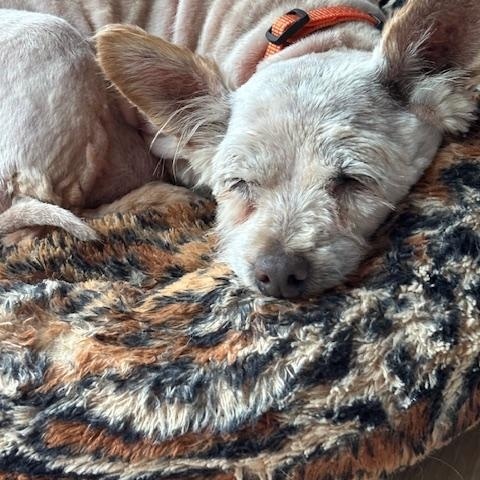 Enlarge Betty, a ADOPTABLE mixed breed in Rancho Palos Verdes, CA image 3/4