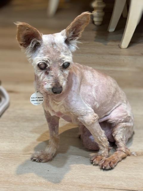 Enlarge Betty, a ADOPTABLE mixed breed in Rancho Palos Verdes, CA image 4/4