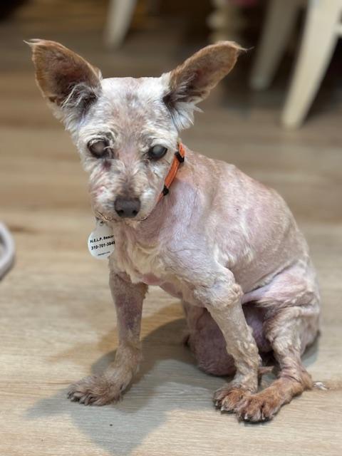 Enlarge Betty, a ADOPTABLE mixed breed in Rancho Palos Verdes, CA image 1/4