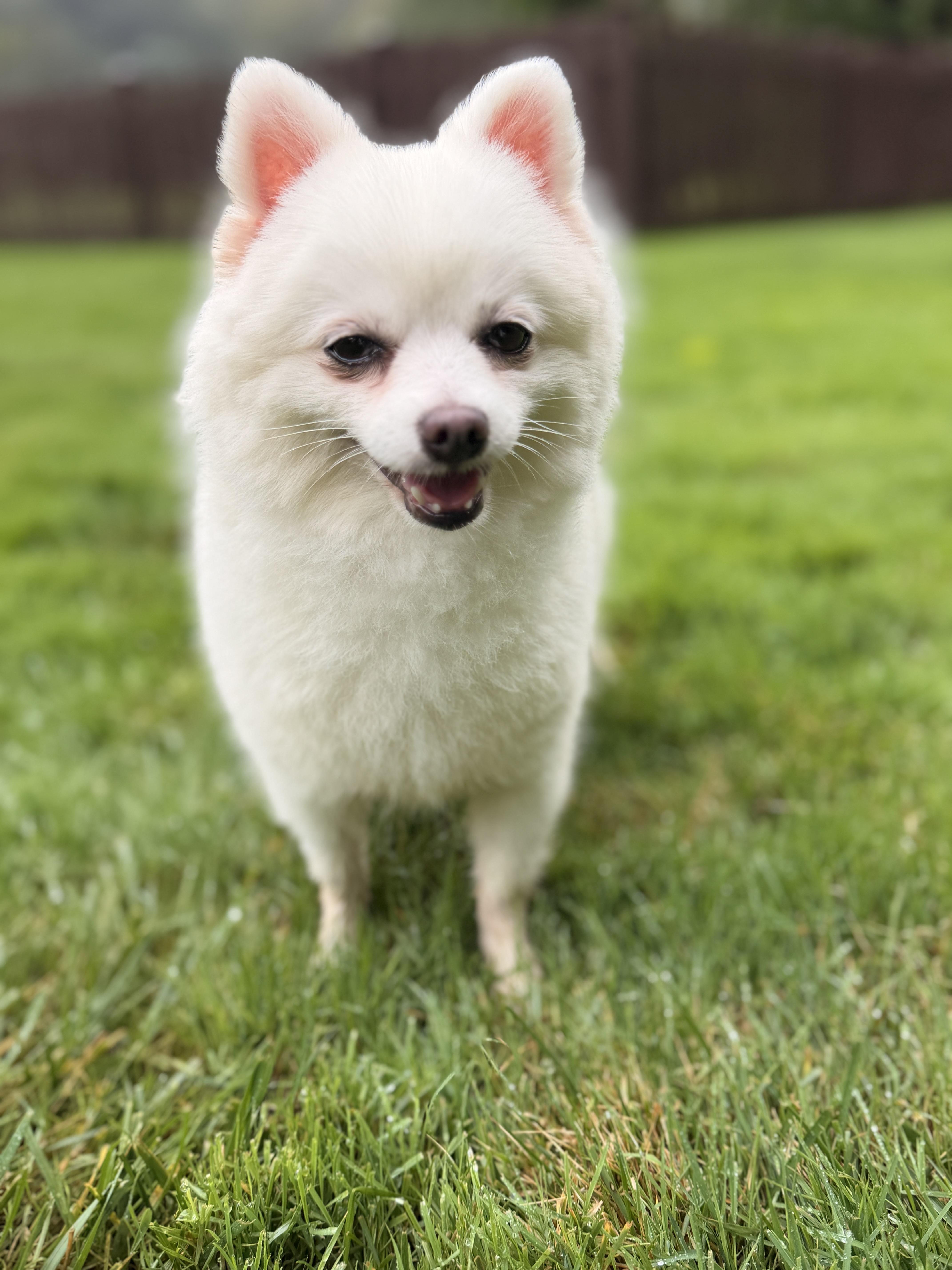 Enlarge Mabel, a Adoptable Pomeranian in Thornwood, NY image 2/6