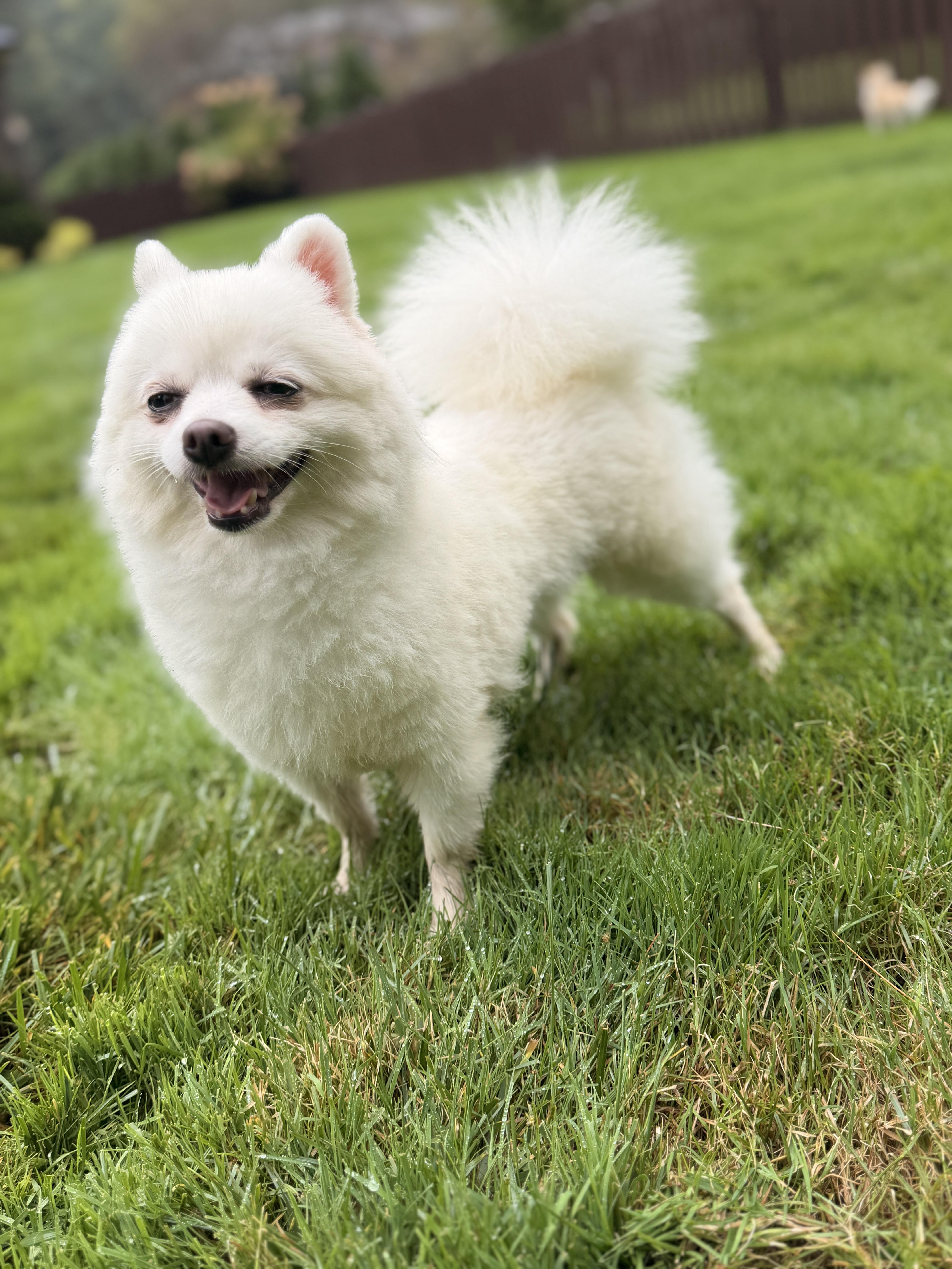 Enlarge Mabel, a Adoptable Pomeranian in Thornwood, NY image 3/6