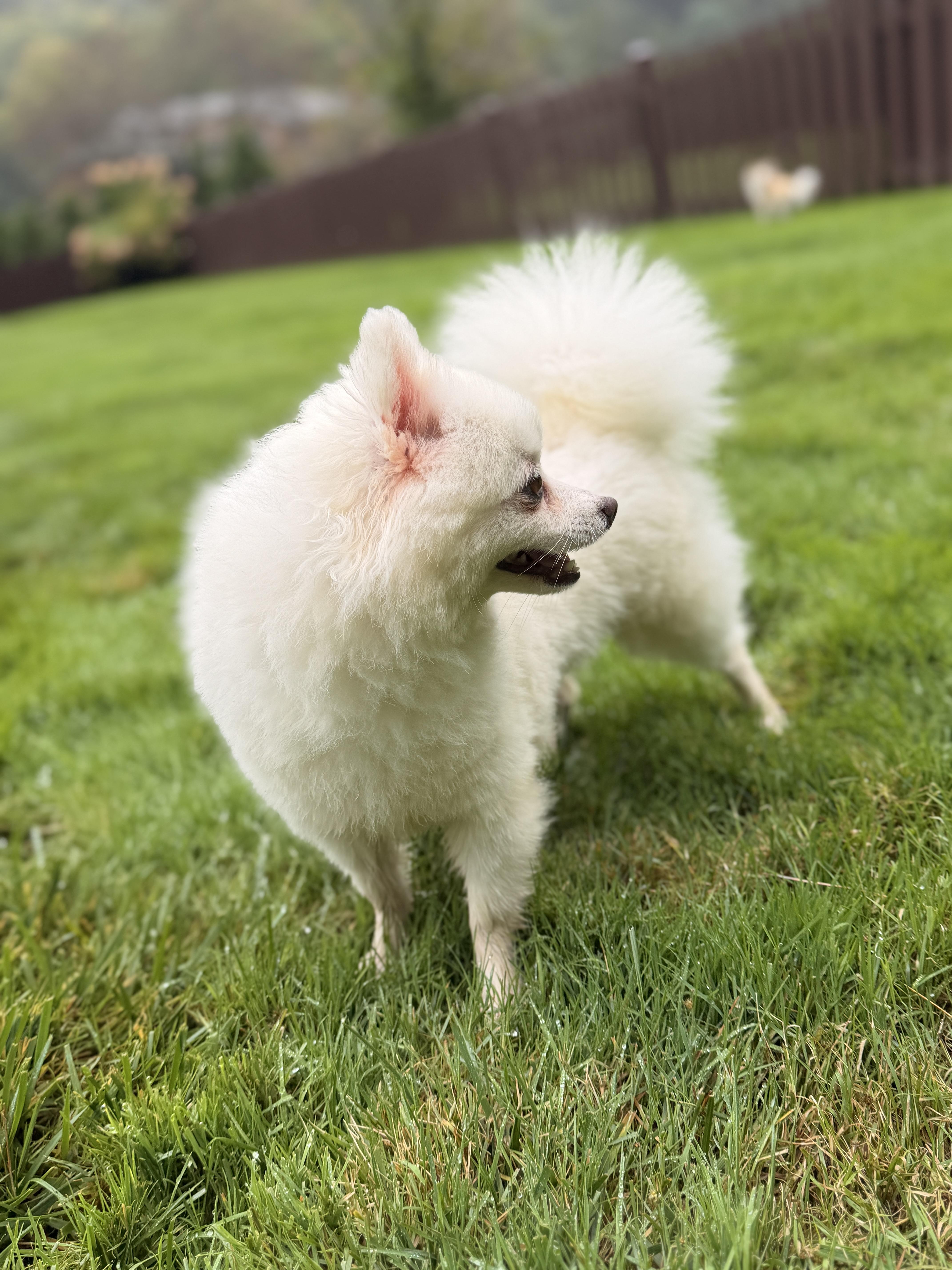 Enlarge Mabel, a Adoptable Pomeranian in Thornwood, NY image 5/6