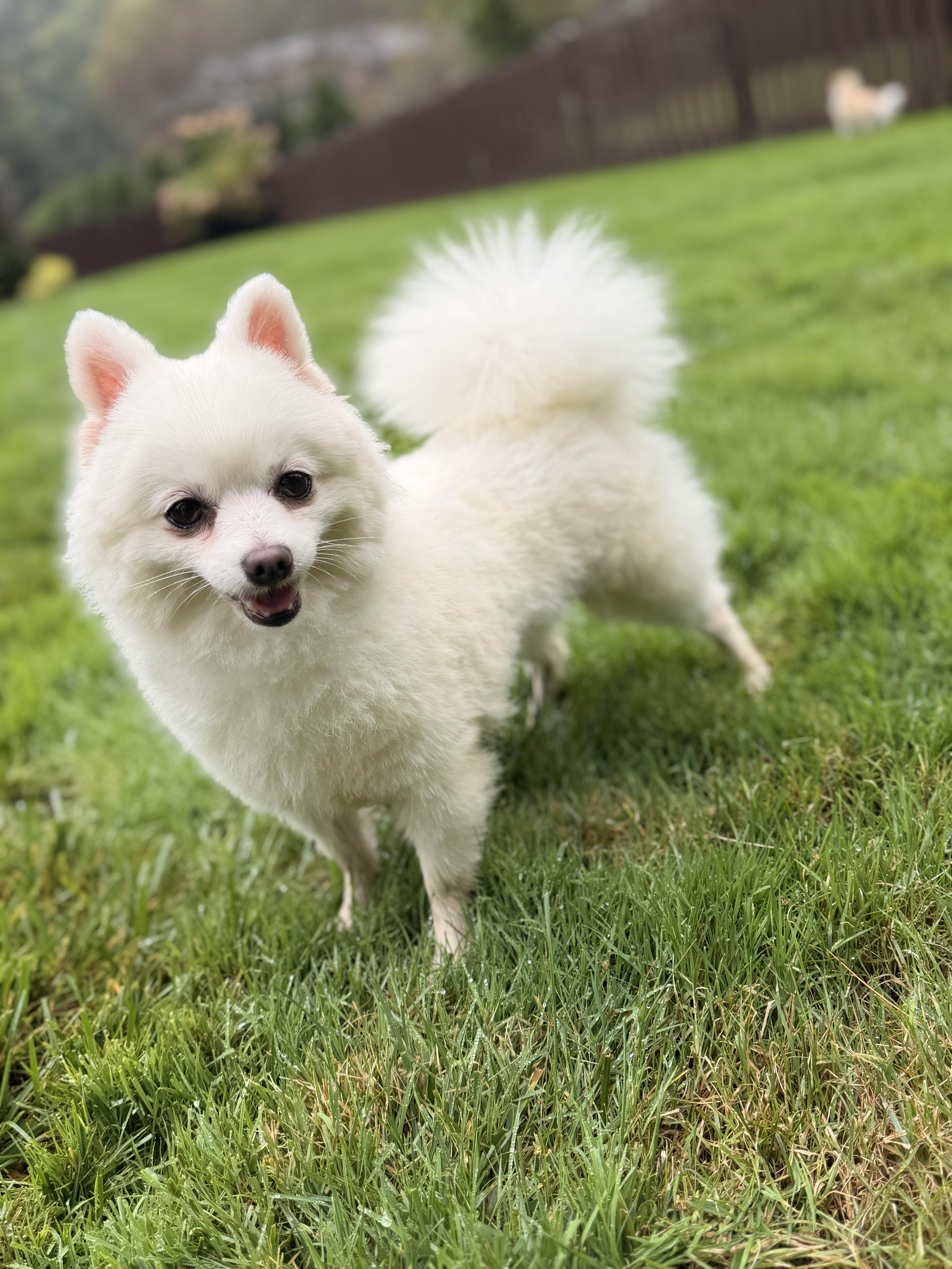 Enlarge Mabel, a Adoptable Pomeranian in Thornwood, NY image 4/6
