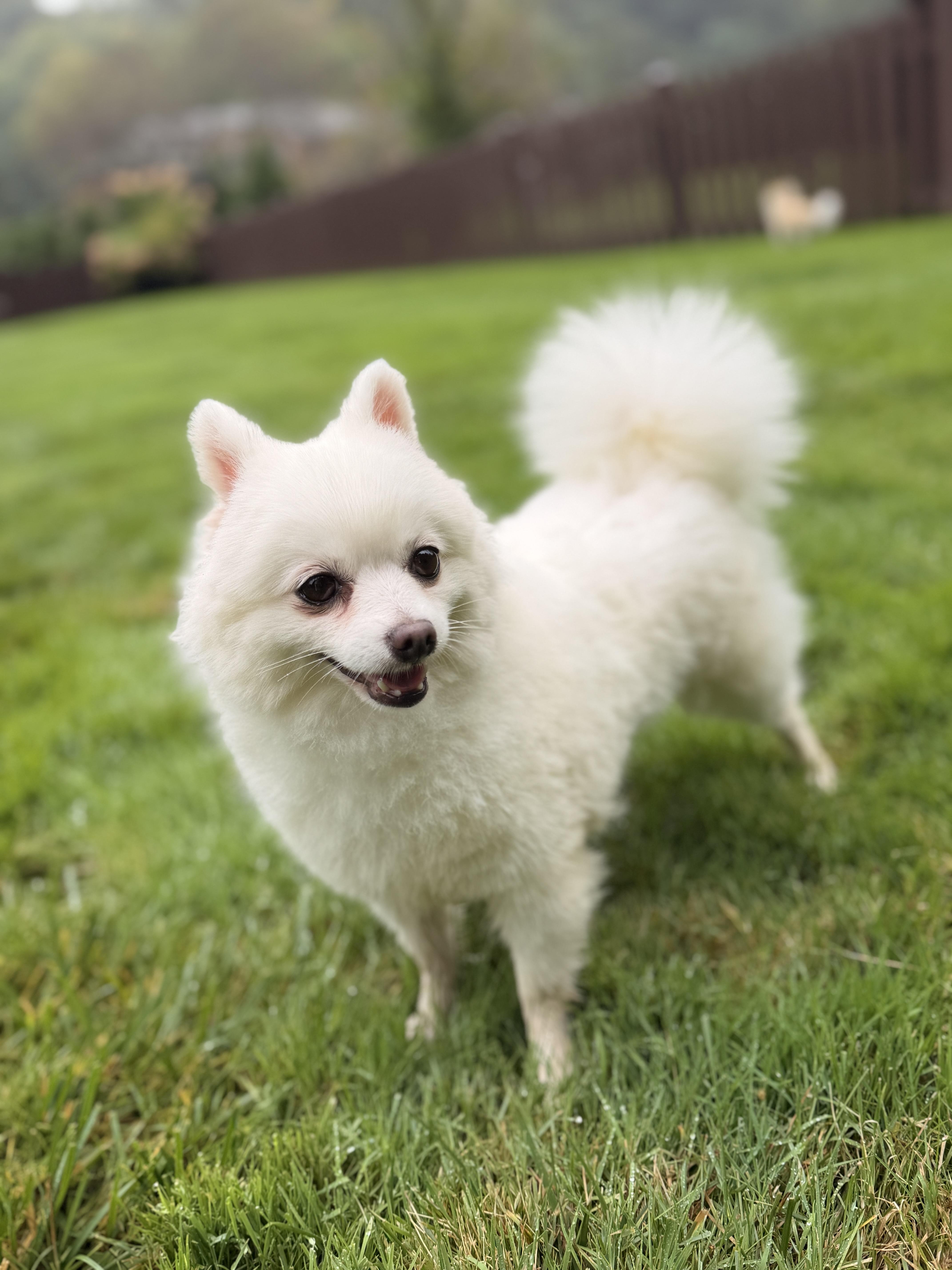 Enlarge Mabel, a Adoptable Pomeranian in Thornwood, NY image 6/6