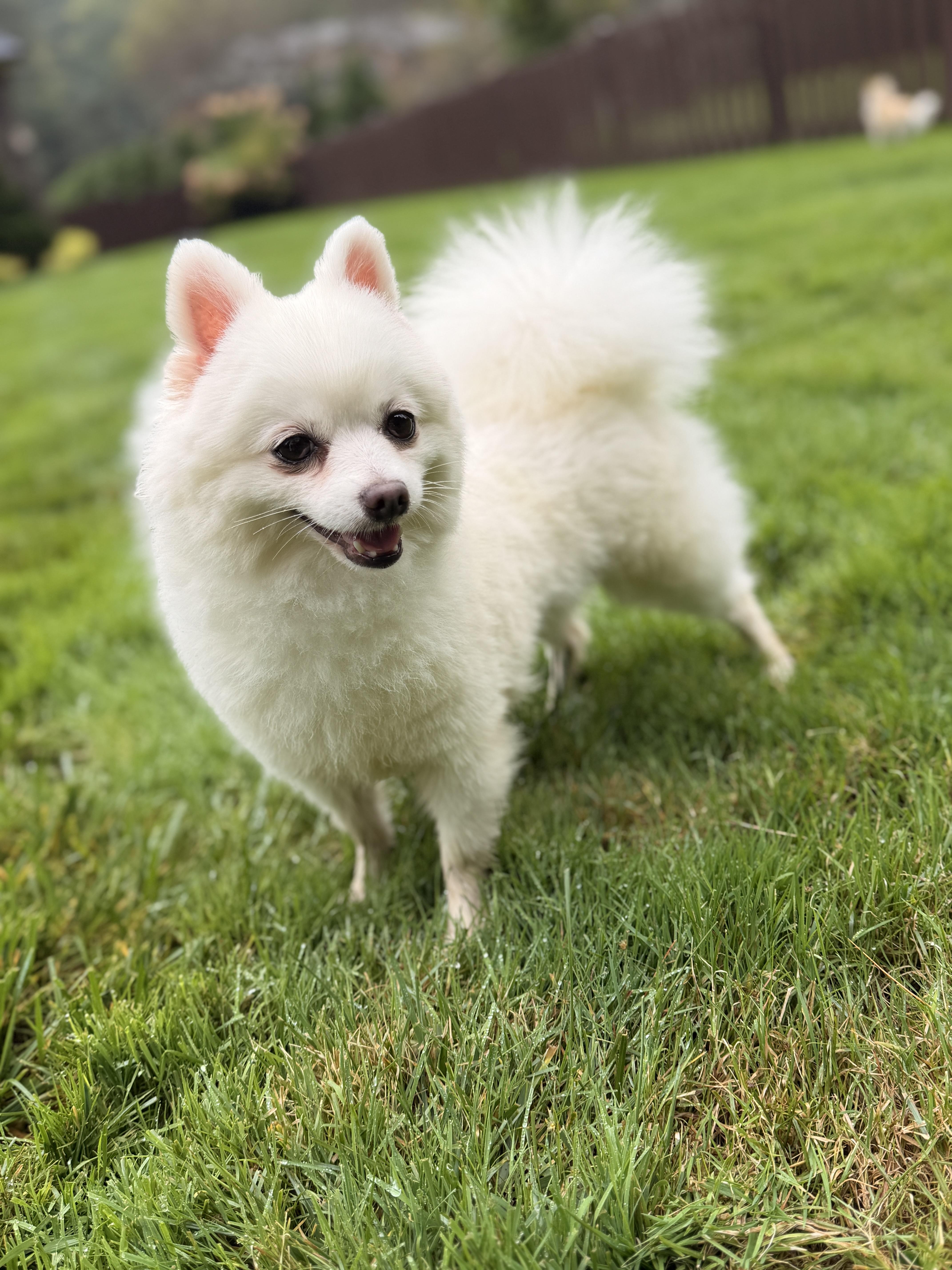 Enlarge Mabel, a Adoptable Pomeranian in Thornwood, NY image 1/6