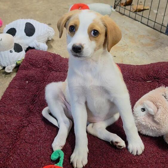 Enlarge Little #7001, a Adoptable mixed breed in Louisville, KY image 2/6