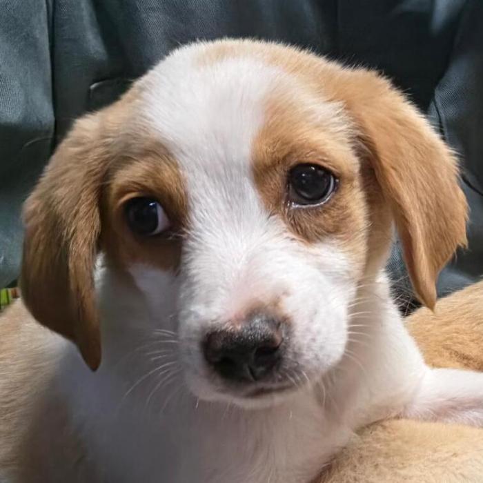 Enlarge Little #7001, a Adoptable mixed breed in Louisville, KY image 5/6