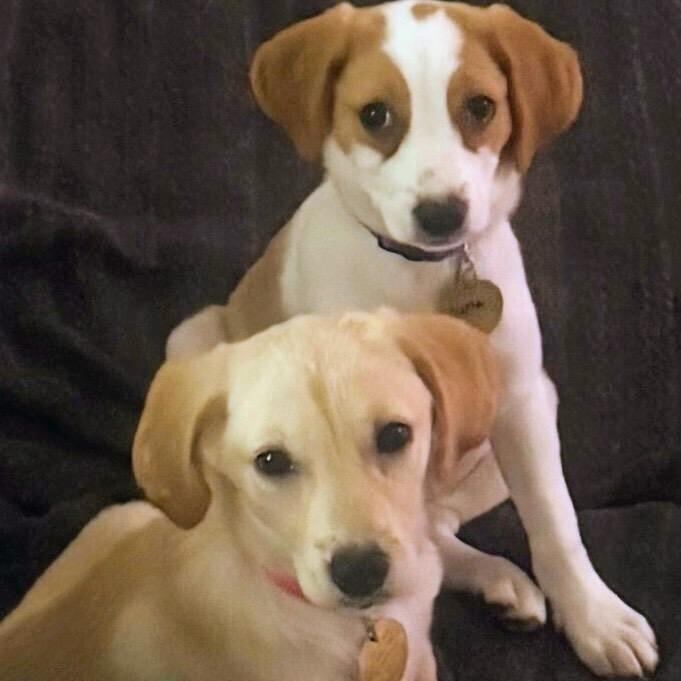 Enlarge Little #7001, a Adoptable mixed breed in Louisville, KY image 6/6