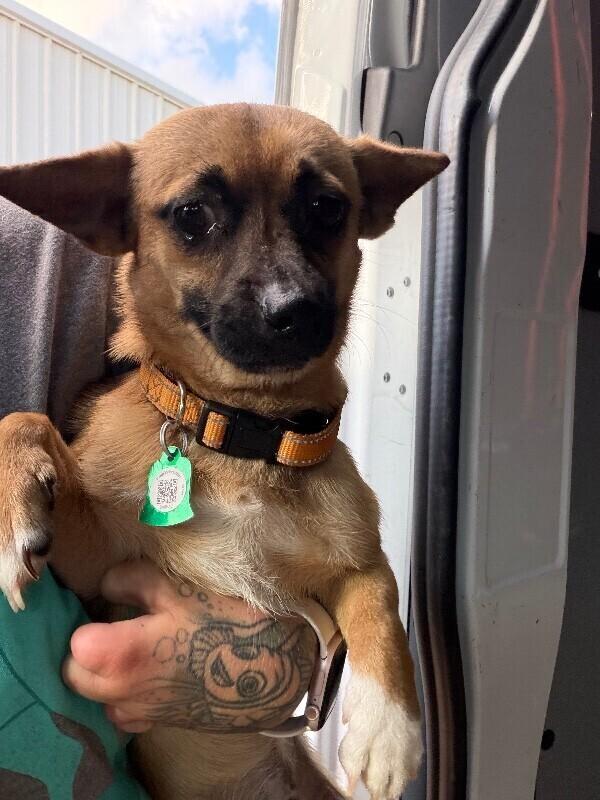 Chico, Adoptable, Adult Male Chihuahua.