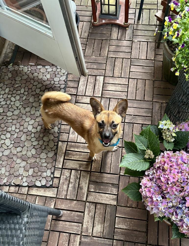 Enlarge Chico, a Adoptable mixed breed in New York, NY image 3/6