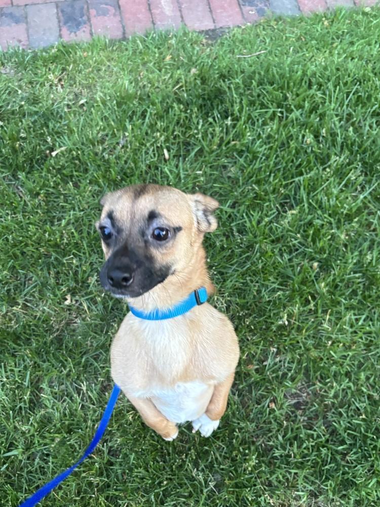 Enlarge Chico, a Adoptable mixed breed in New York, NY image 4/6