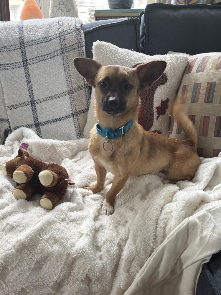 Enlarge Chico, a Adoptable mixed breed in New York, NY image 6/6