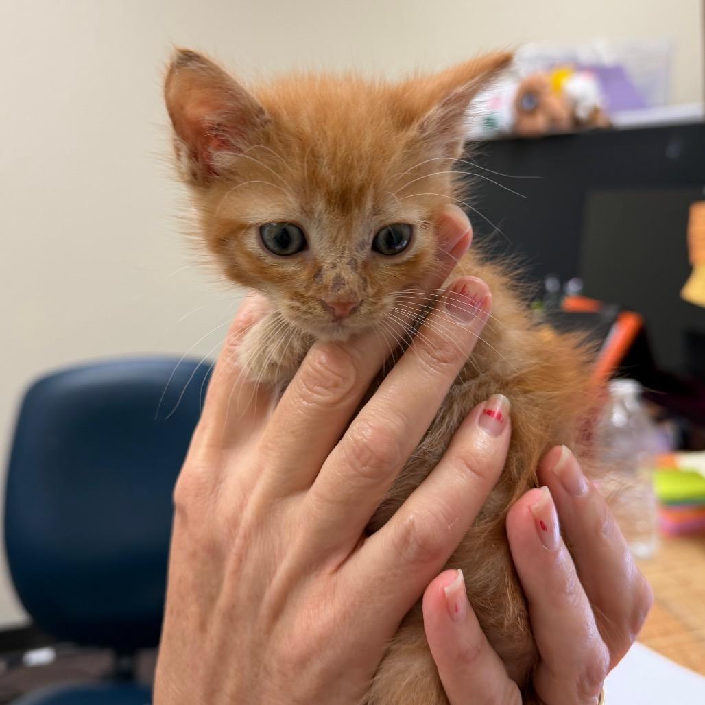 Cheeto F-21626, Adoptable, Kitten Male Domestic Medium Hair.