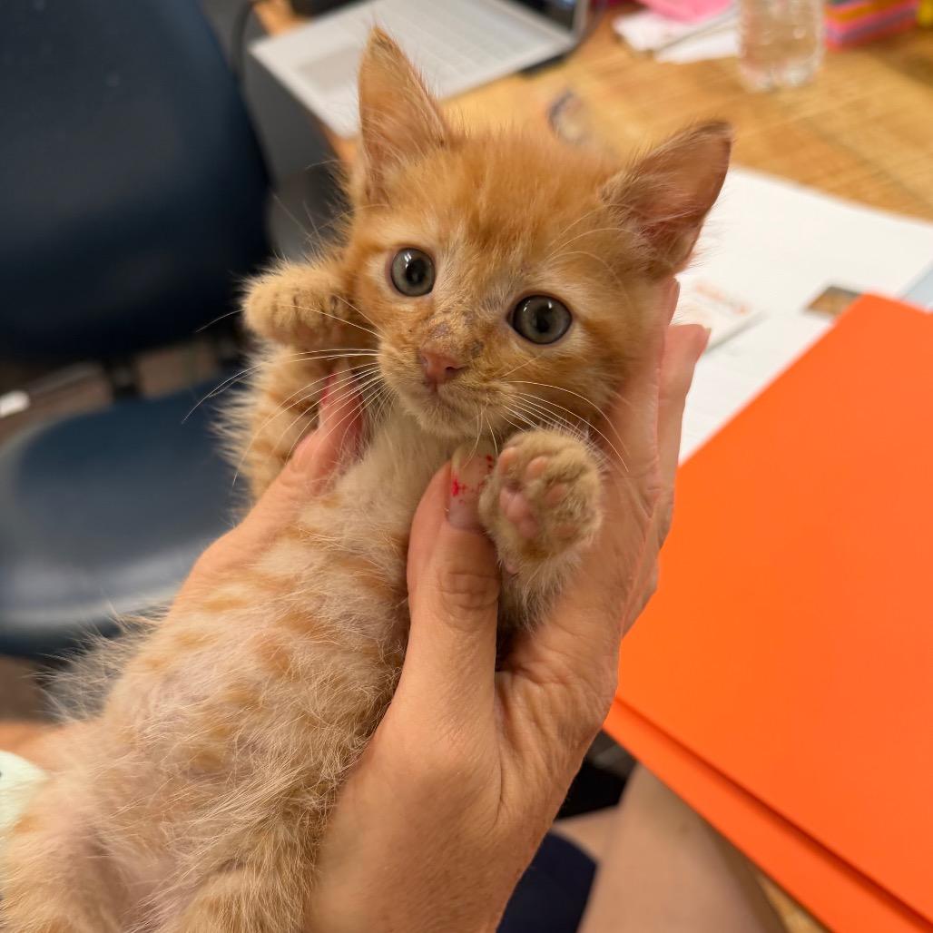 Cheeto F-21626, a Adoptable Domestic Medium Hair in Oklahoma City, OK image 2/3