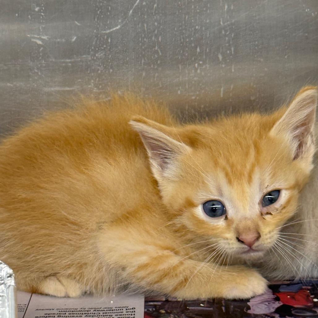 Cheeto F-21626, a Adoptable Domestic Medium Hair in Oklahoma City, OK image 3/3