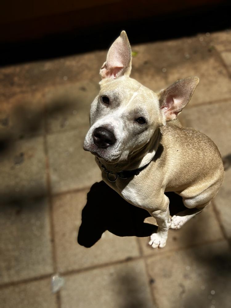 Enlarge Enola, a Adoptable mixed breed in Barnesville, GA image 1/2