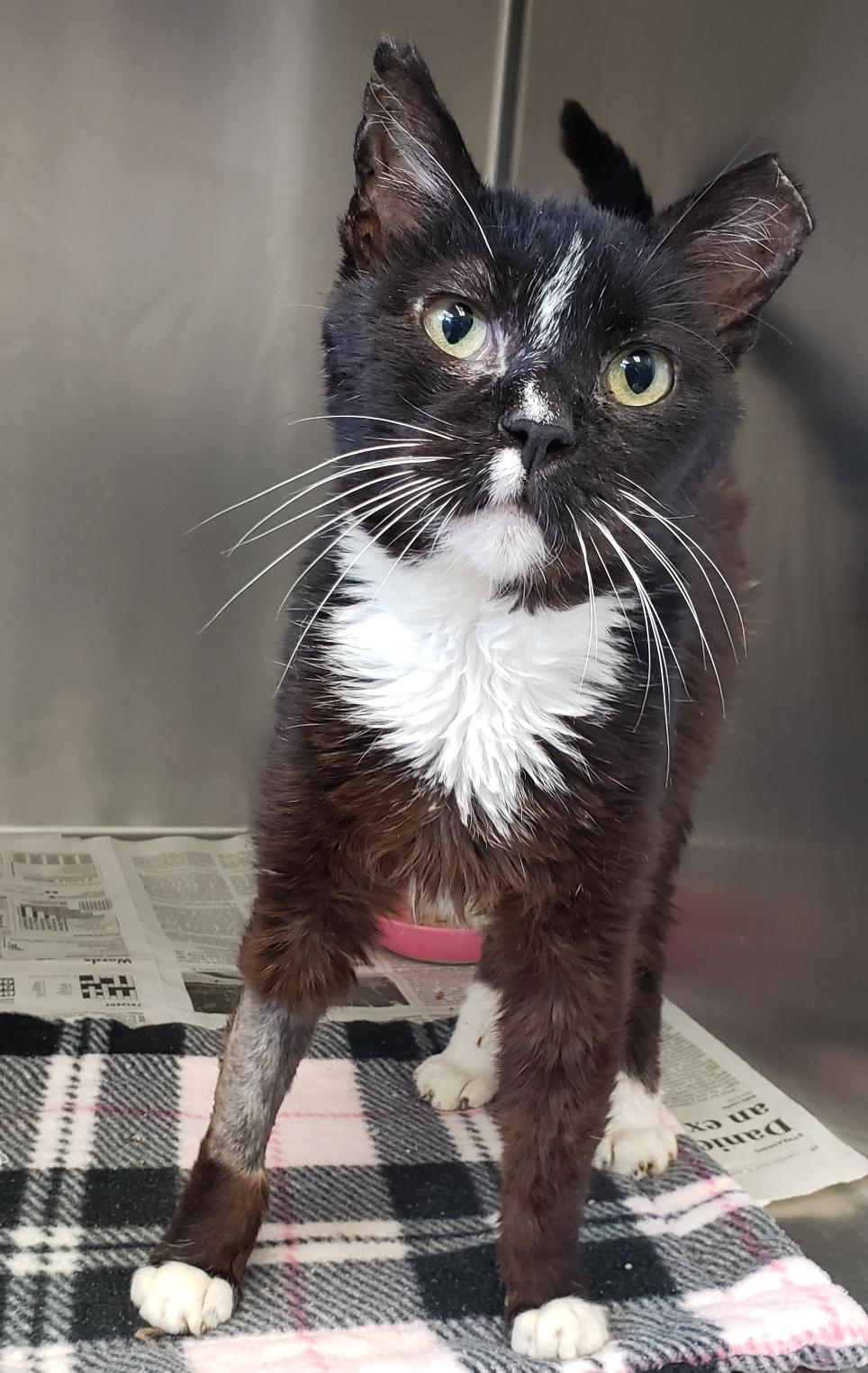 Richard, Adoptable, Senior Male Domestic Short Hair.