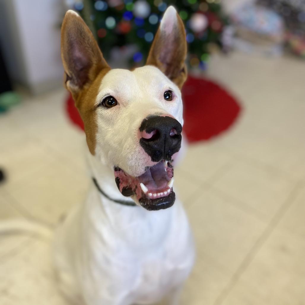 Enlarge Scotty, a Adoptable mixed breed in Jacksonville, AR image 1/4