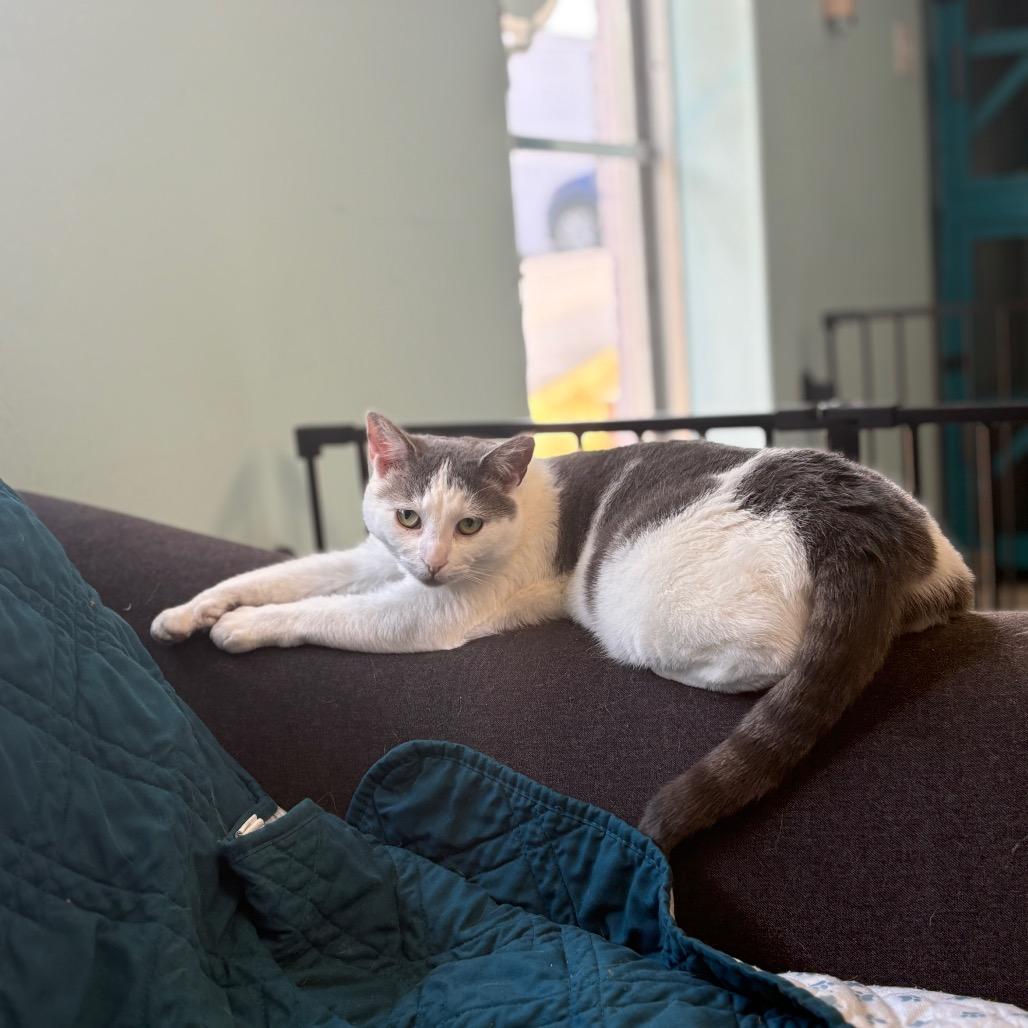 Bonsai, Adoptable, Adult Female Domestic Short Hair.