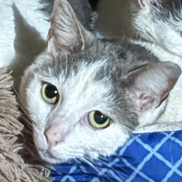 Enlarge Bonsai, a Adoptable Domestic Short Hair in PITTSBURGH, PA image 2/4