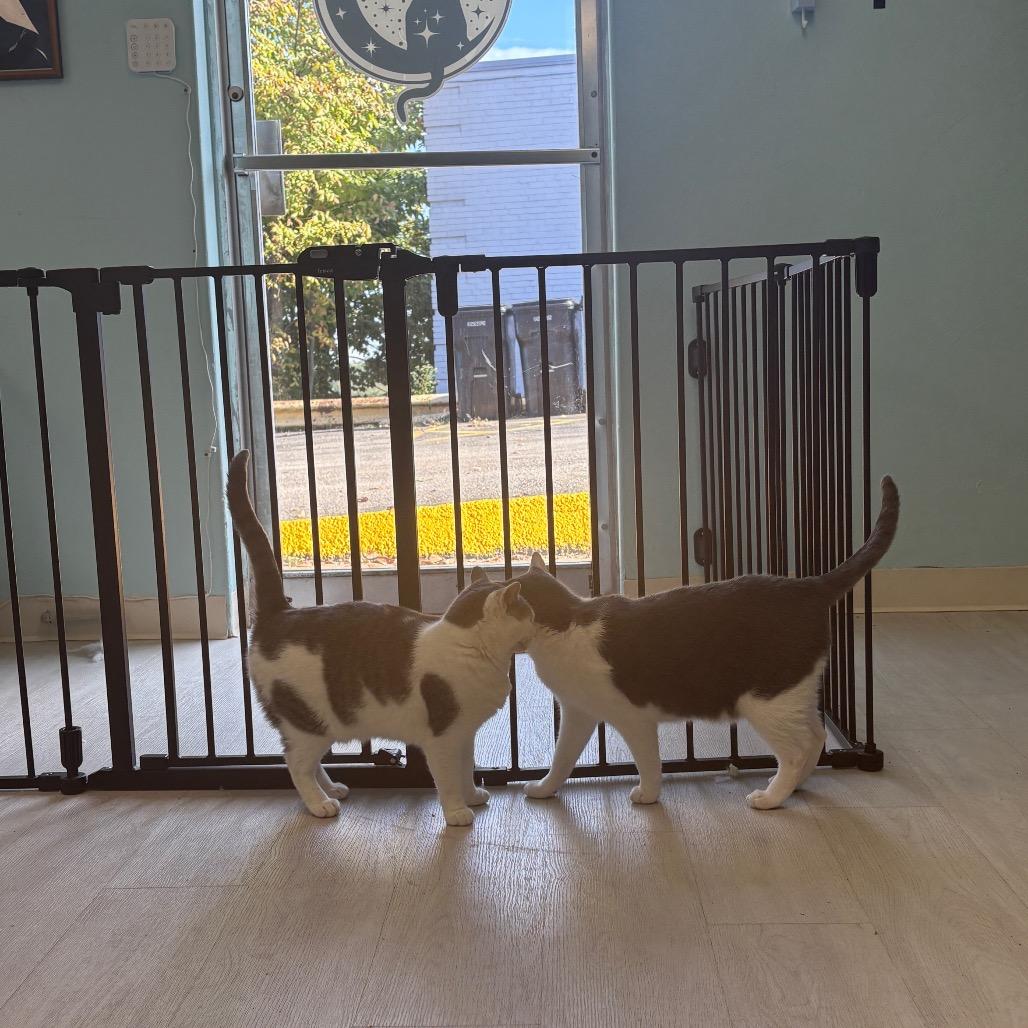 Enlarge Bonsai, a Adoptable Domestic Short Hair in PITTSBURGH, PA image 3/4