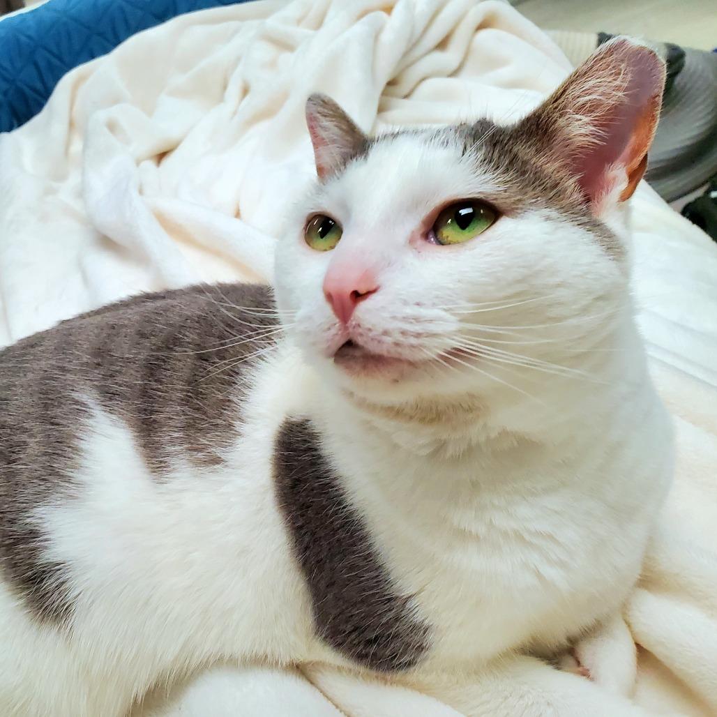 Enlarge Bonsai, a Adoptable Domestic Short Hair in PITTSBURGH, PA image 4/4