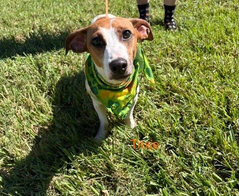 Enlarge Trixie, a Adoptable mixed breed in Maitland, FL image 2/3