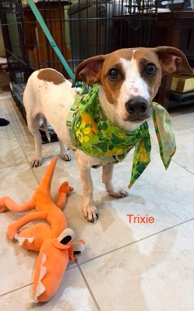 Trixie, Adoptable, Adult Female Parson Russell Terrier & Dachshund.