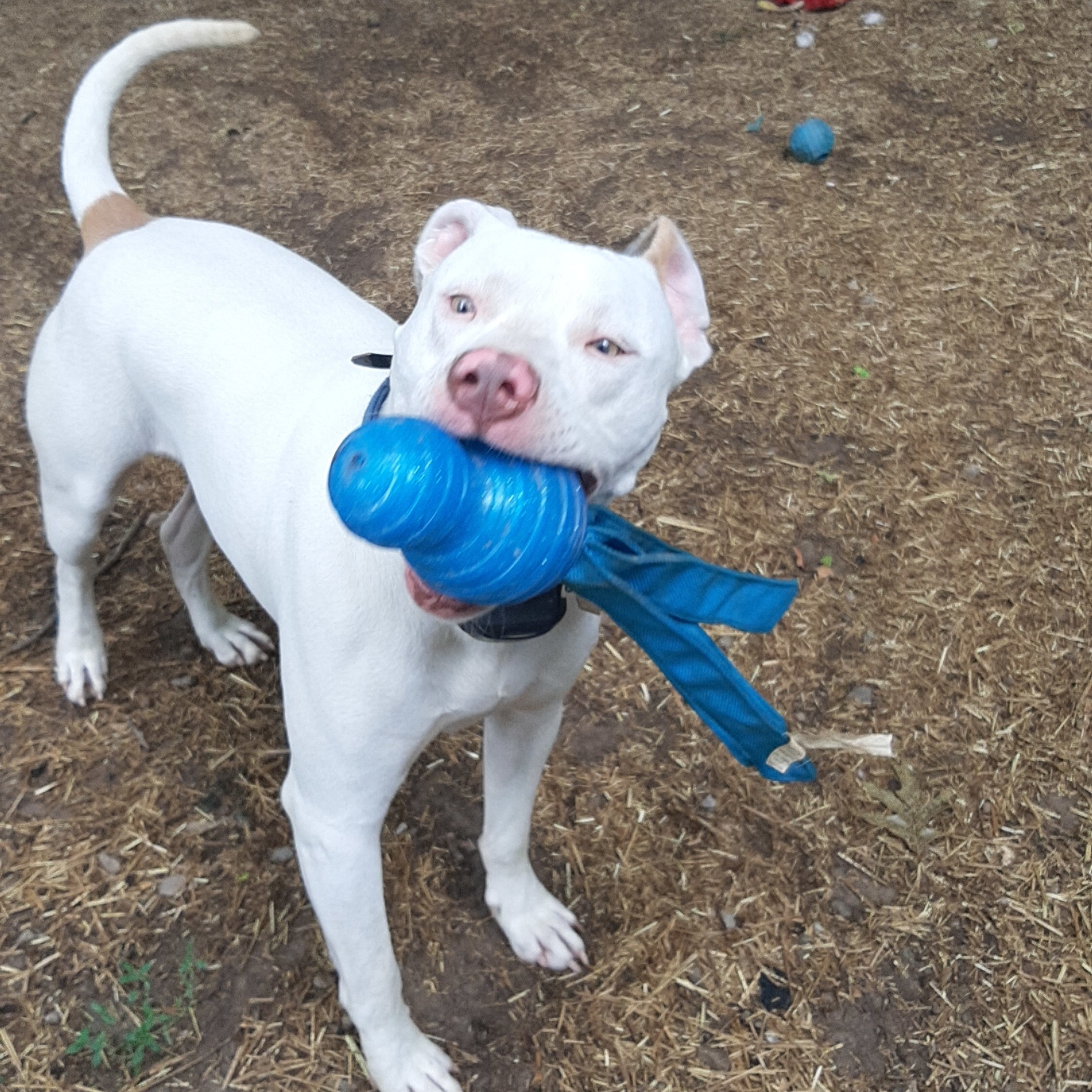 Enlarge Keller, a Adoptable American Staffordshire Terrier in Vine Grove, KY image 2/5