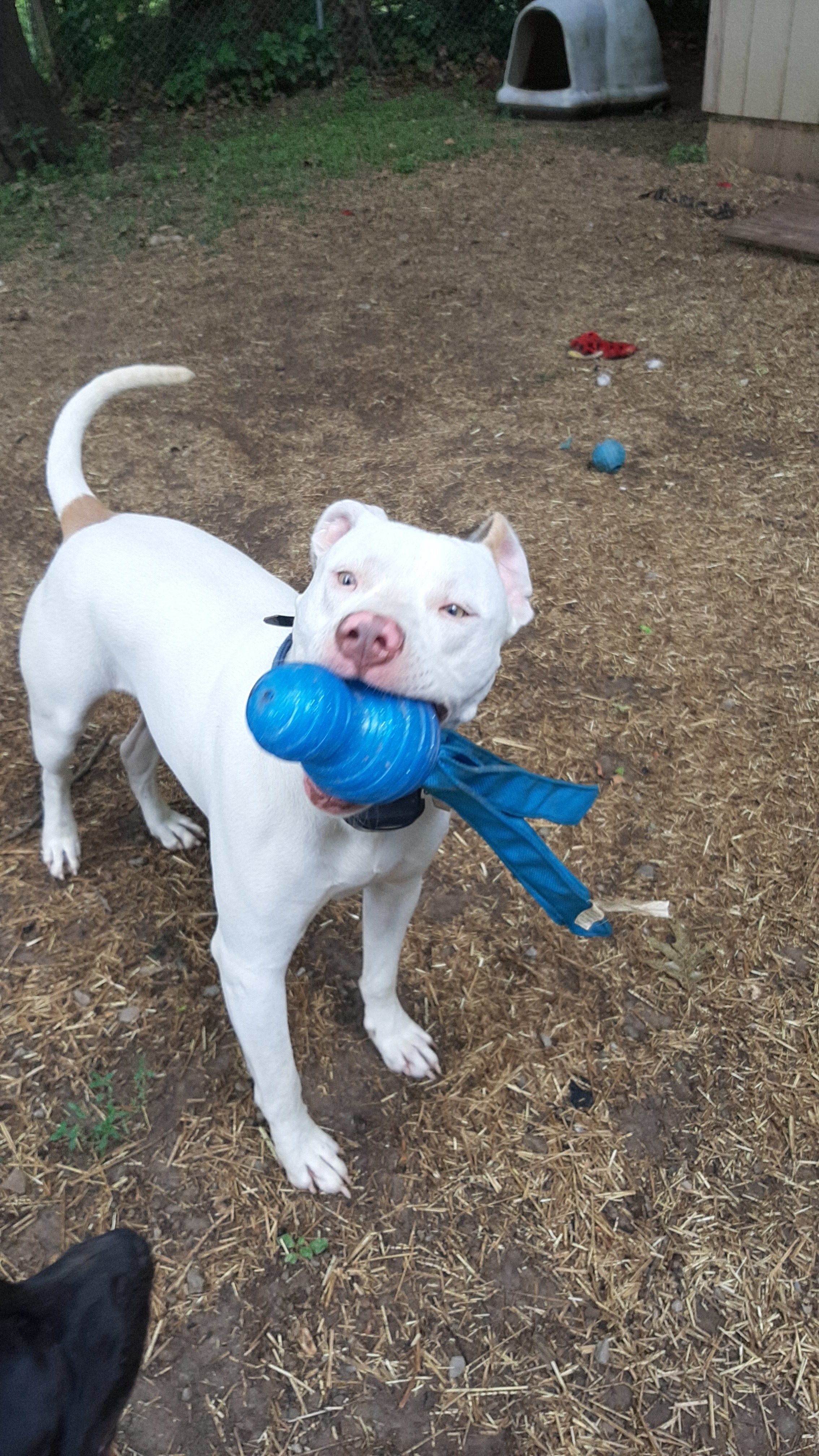 Keller, a Adoptable American Staffordshire Terrier in Vine Grove, KY image 1/6