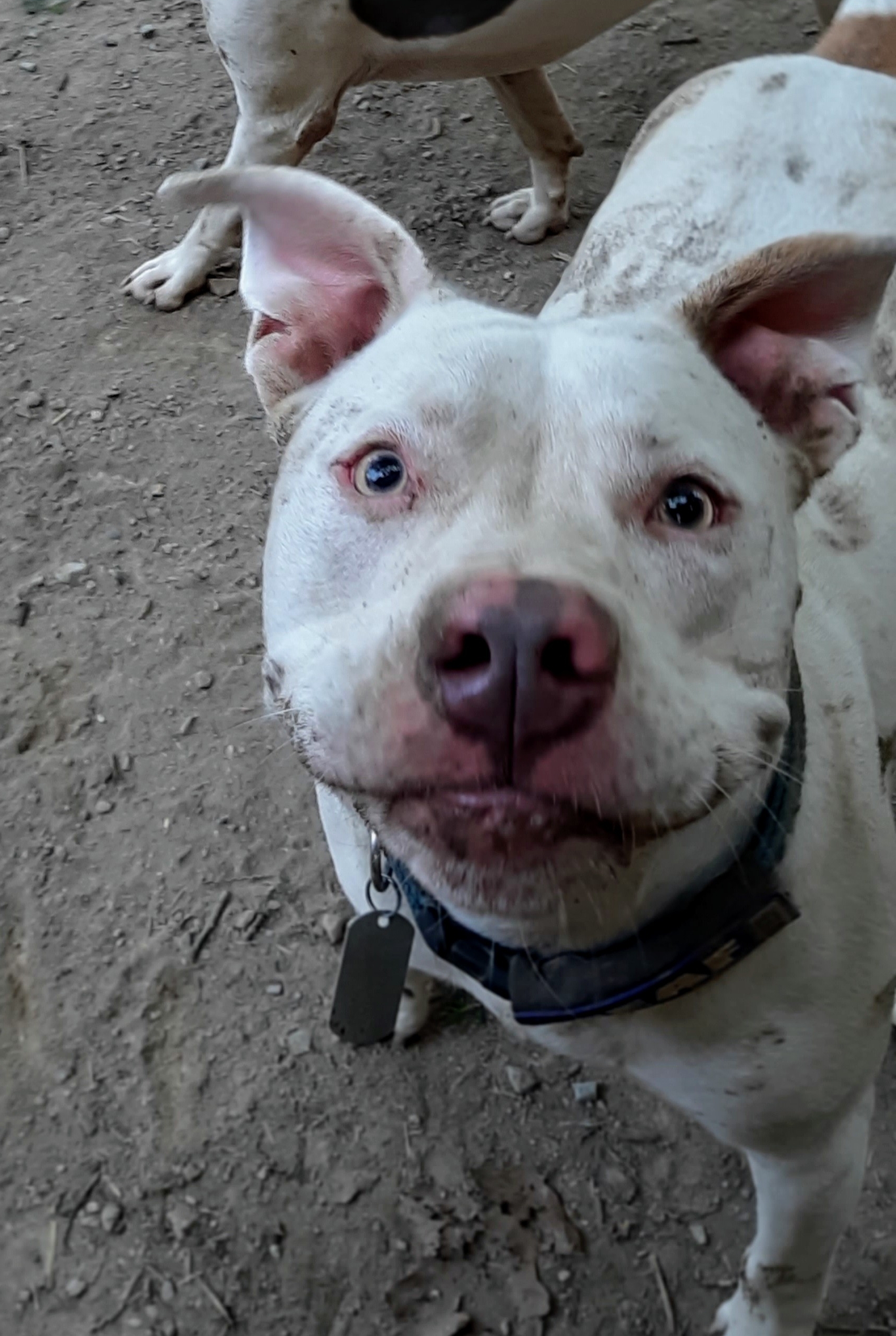 Keller, a Adoptable American Staffordshire Terrier in Vine Grove, KY image 3/6