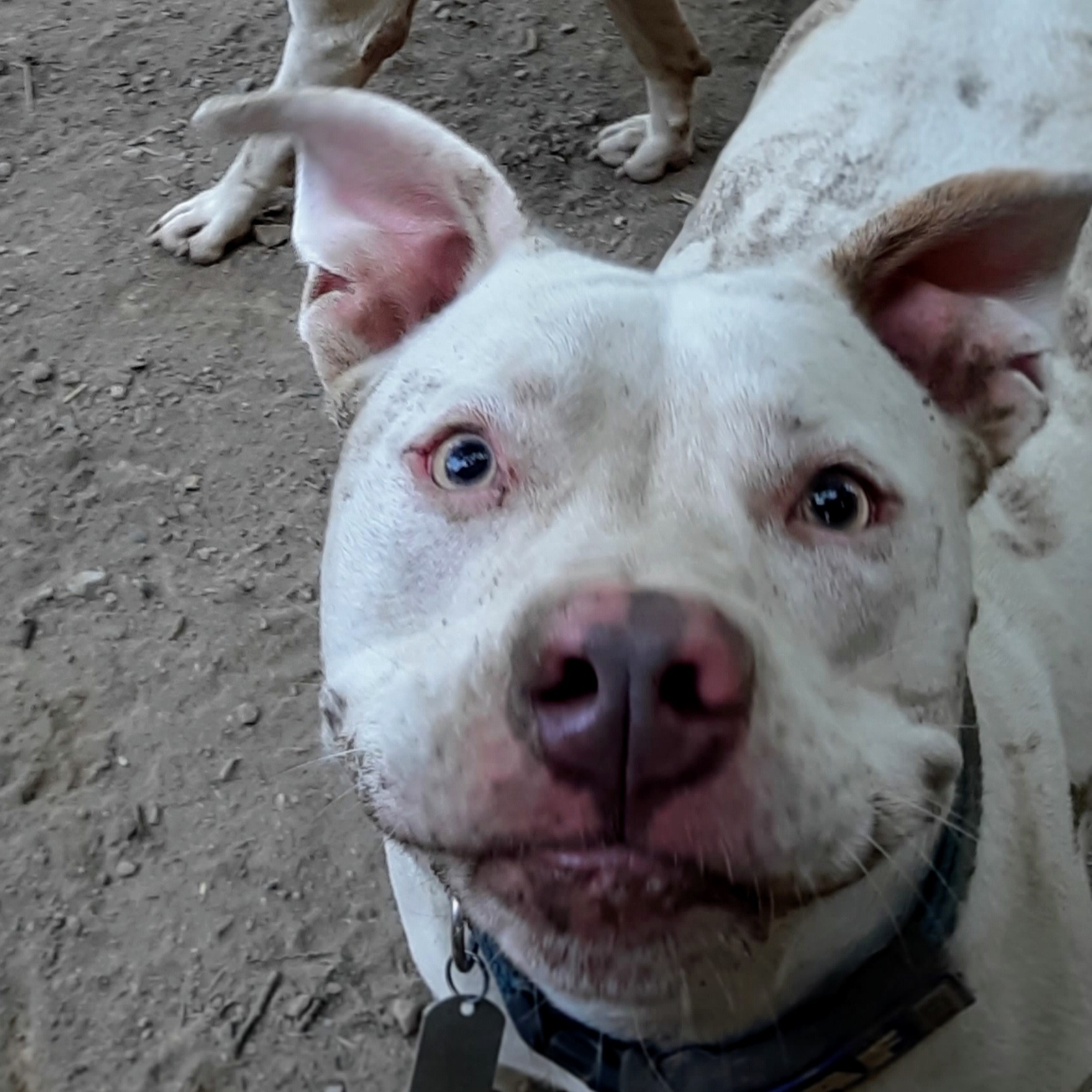 Enlarge Keller, a Adoptable American Staffordshire Terrier in Vine Grove, KY image 4/5