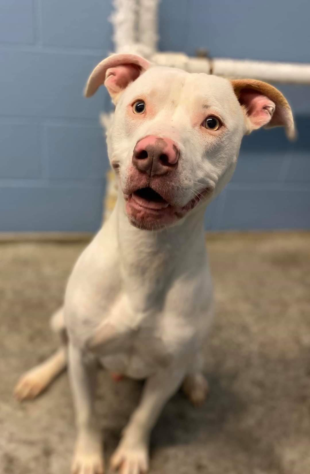 Keller, a Adoptable American Staffordshire Terrier in Vine Grove, KY image 4/6