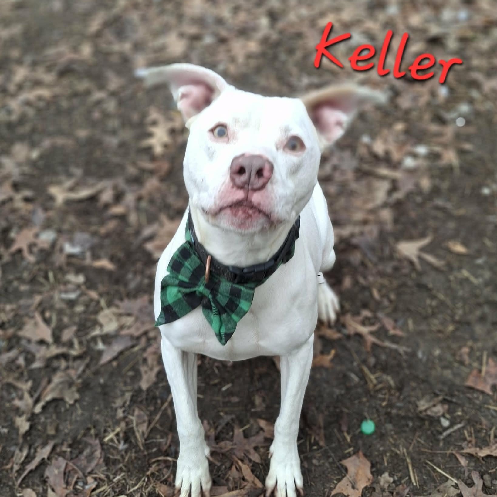 Keller, Adoptable, Adult Male American Staffordshire Terrier.