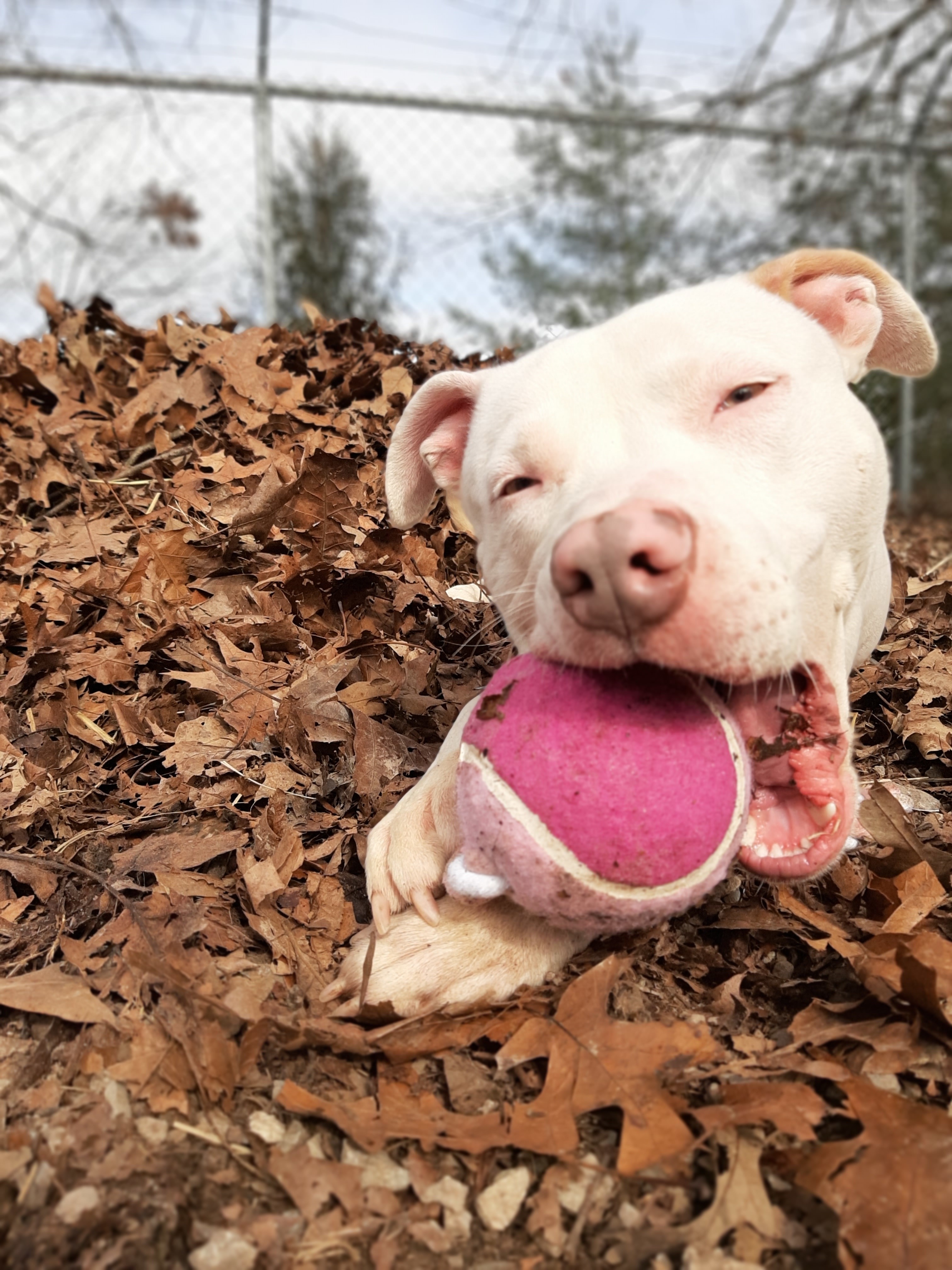 Keller, a Adoptable American Staffordshire Terrier in Vine Grove, KY image 5/6