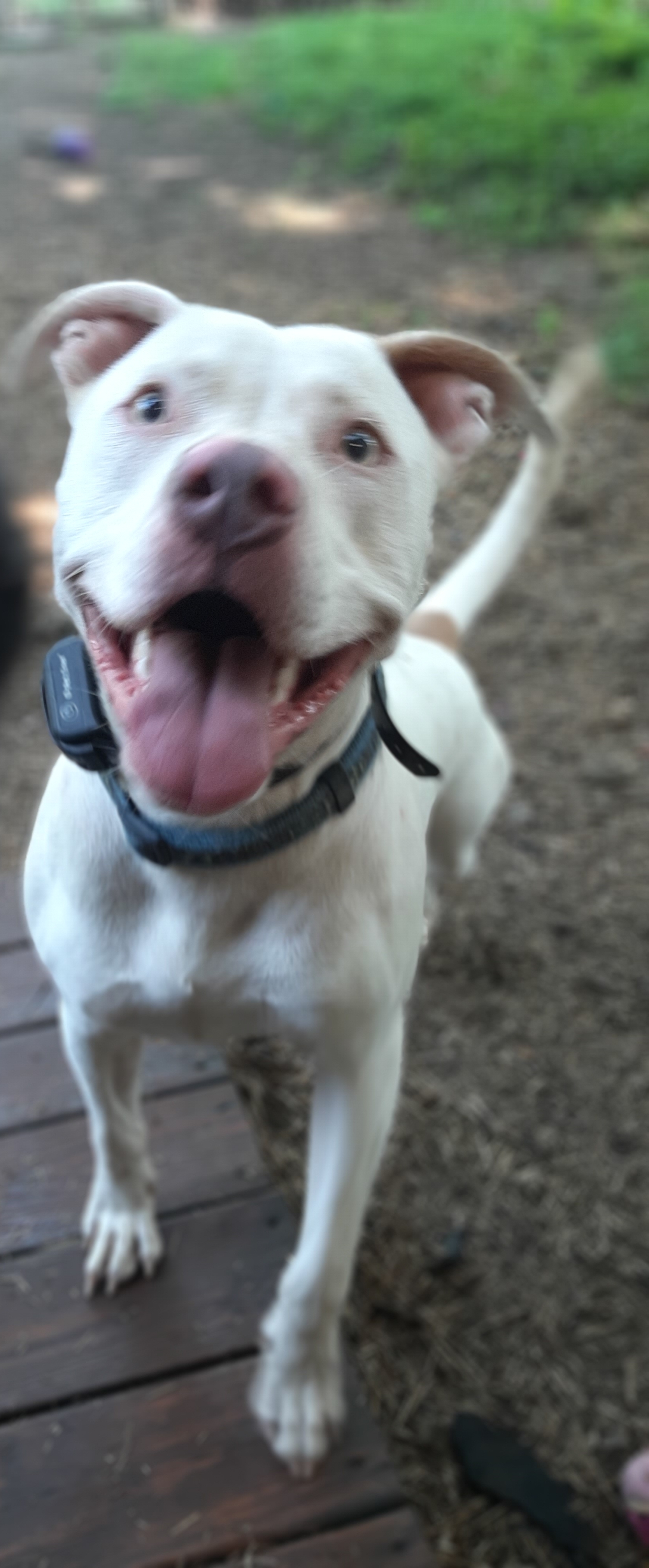 Keller, a Adoptable American Staffordshire Terrier in Vine Grove, KY image 6/6